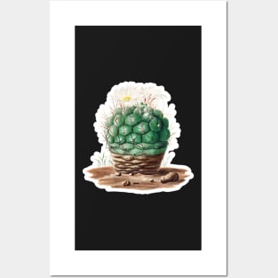 Gymnocalycium uruguayense cactus Posters and Art